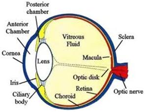 Human Eye & Eye Defects - GKToday