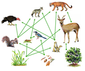 Niche, Food Chains and Foodweb - GKToday