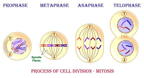 Cell Division : Mitosis, Meiosis, Process and Differences - GKToday