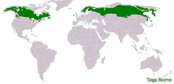 Taiga Biome & Boreal Forests: Features, Extent, Soil, Ecosystem and ...