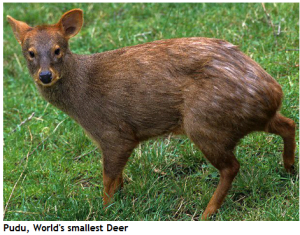 Pudu