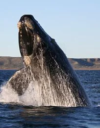 International whaling best sale commission upsc