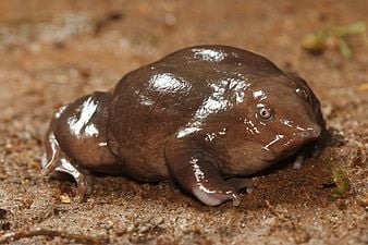 Purple Frog to be crowned Kerala’s state amphibian - GKToday