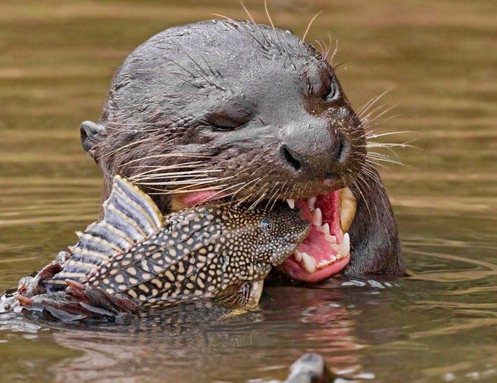 Giant River Otter Gktoday