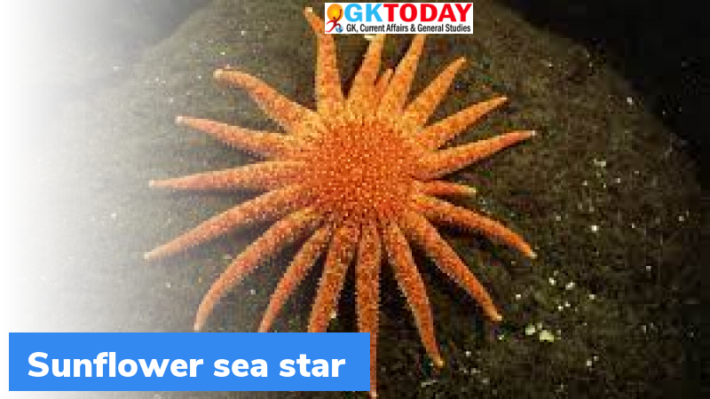 Sunflower sea star breeding to increase kelp forest - GKToday